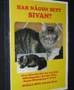 Sivan saknas